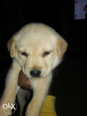 Lab female pupy for sale