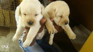 Lab male puppies available price is fixed please