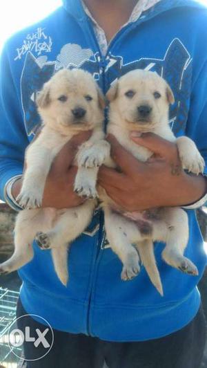 Lab puppy for sale and other also sale call
