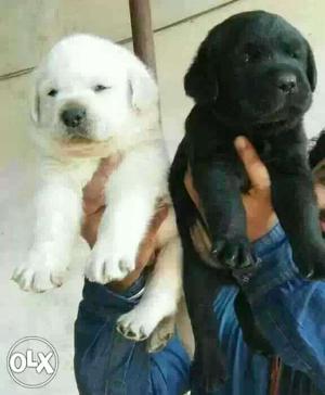 Labarador Champion line puppies available all top