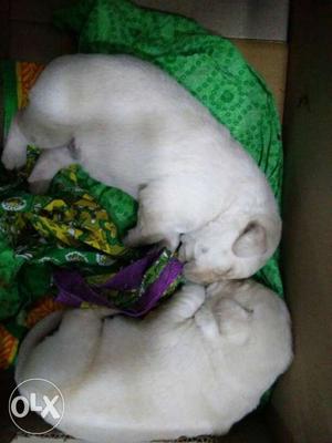 Laboror puppies male for sale each Rs 