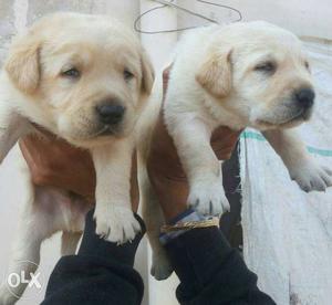 Labra puppies for sell