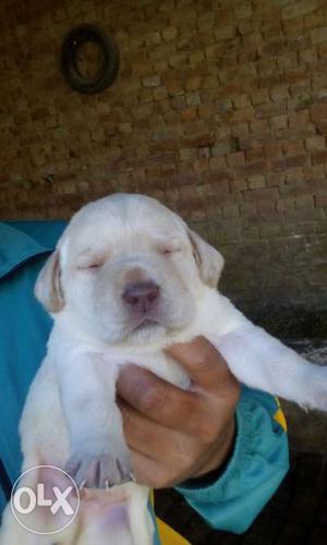 Labra pups available.