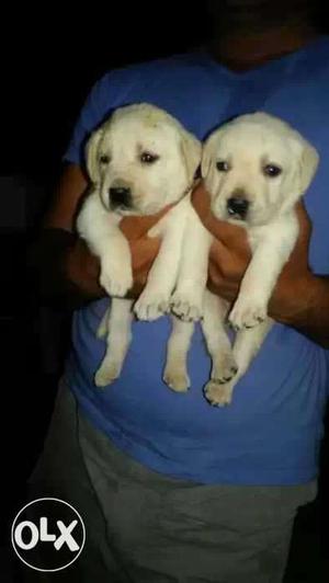 Labrador 5 male and 1 female cute puppy available