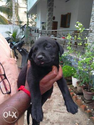 Labrador black puppy 45 days female cute healthy