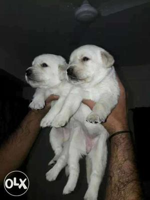 Labrador cream female puppy available