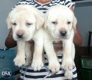 Labrador fawn and black colour puppies available