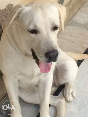 Labrador female 1.2 years old