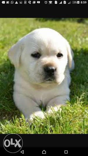 Labrador female cream and black puppy available