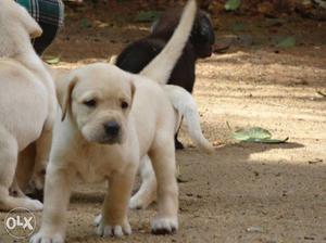 Labrador puppies available in aleppy 