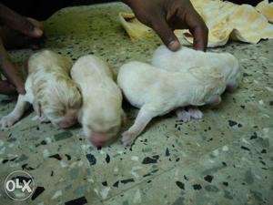 Labrodog female Puppies 1 days old