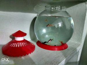 Large size fish bowl with 8 fish different colors