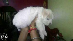 Lhasa apso Available at reasonable price male