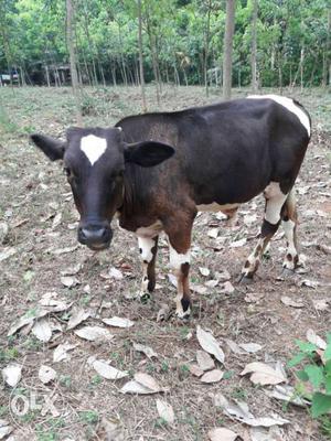 Liitle calf (moori) 6 month old best quality