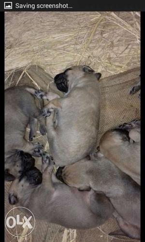 Litter Of Brown Sleeping Puppies