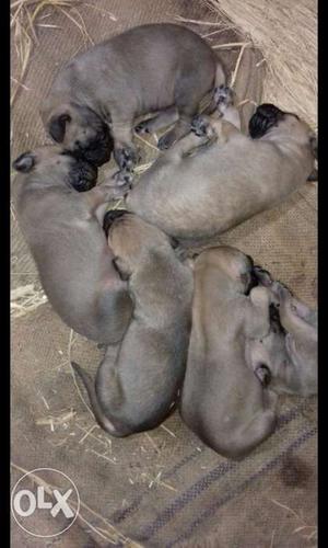 Litter Of Fawn Pugs Puppies