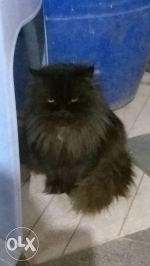 Male Persian (black) 7 months old
