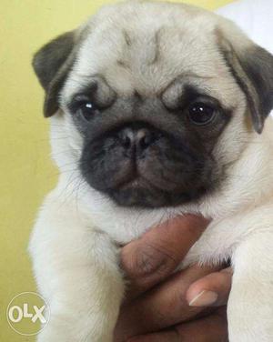 Male Pug Cute Puppy for Sale