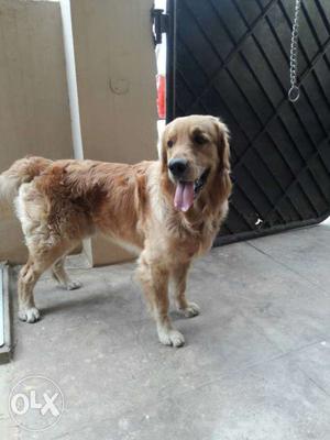 Male golden retriever. 1st time mating. He is 15