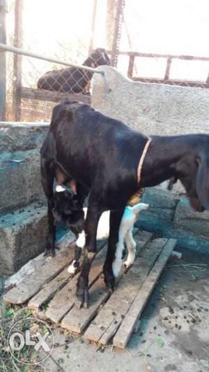 Milking goat and its female kid available.