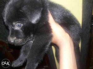 My 1month old German shepherd black male puppy is
