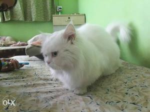 My boy's r very handsome they want female persion cat for