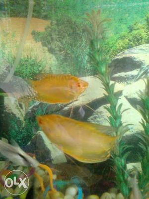 One Yellow Ornamental Fishes