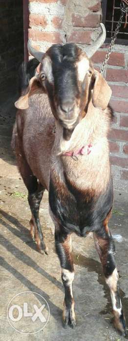 One goat Male 11 month old..