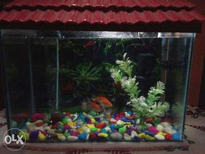 Only tank no fish noting you will get very nice tank and new