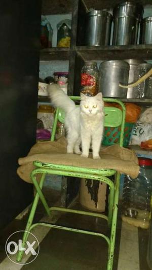 Pearshean cat female 6 month doll face
