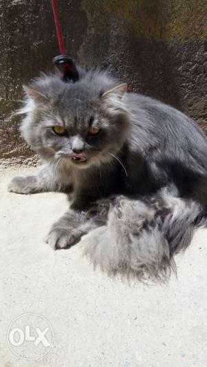 Persian cat available male for sale