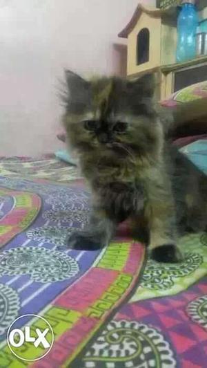 Persian cat kitten double coated hair