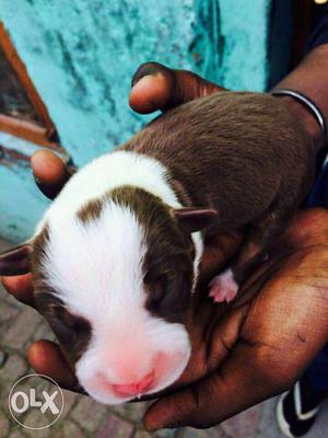 Pit bull male at vry cheap price...20 days old...