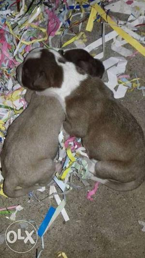 Pitbull Brown And White Short Coated Puppies