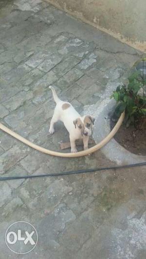 Pittbul female for sale in low price