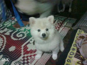 Pomeranian white cute female dog