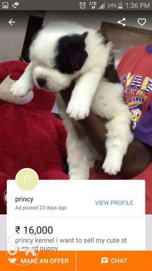 Princy kennel;-saint bernard all puppy for sell have bone so