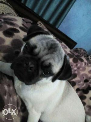 Pug 6 month old,ful vecceen injection complete,