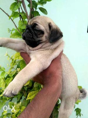 Pug male and female puppy available for sale