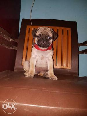 Pug puppy for sale 2 months old healthy