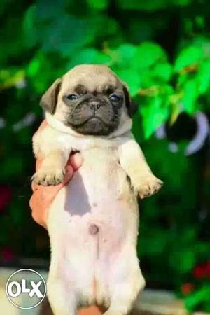 Pug pure BREED and active Puppies available show