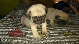Punch face pug male and female puppies available