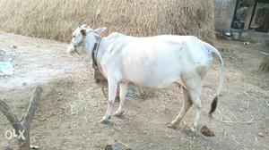 Punganoor cow with 4 moths calf