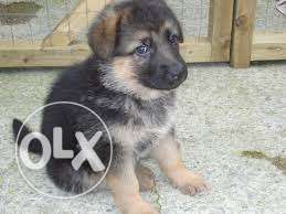 Pup kennel:-Tibetan mastiff male suitable price and gud