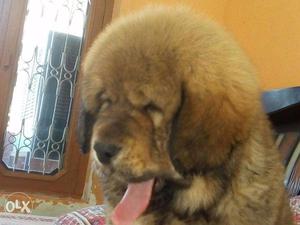 Pup kennel;- Tibetan mastiff puppy Very Gud male best male