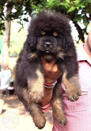 Pup kennel;-tibetan mastiff gud blood line and looking