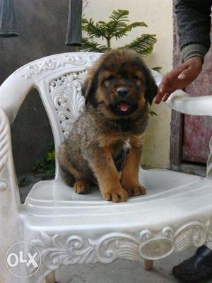 Pup kennel;-tibetan mastiff gud features and very strong345