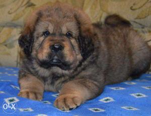 Pup kennel;-tibetan mastiff preety pocket size and high