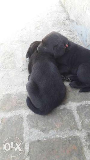 Pure Breed Black Labrador Male & Female