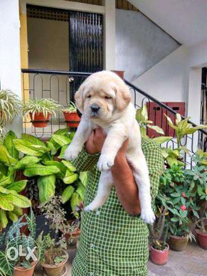 Pure Breed & Healthy Puppies For Sell